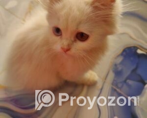 fitted-26_2025-10-29_10-38-56