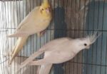 Cockatiel Breeding Pair