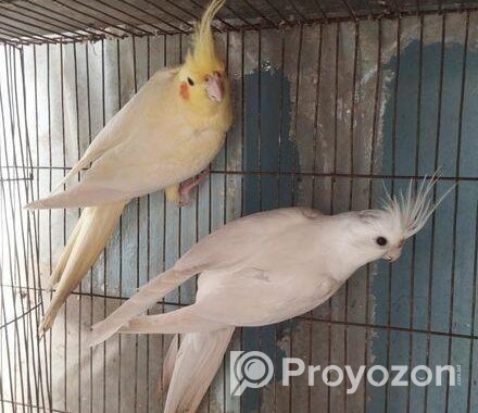 Cockatiel Breeding Pair