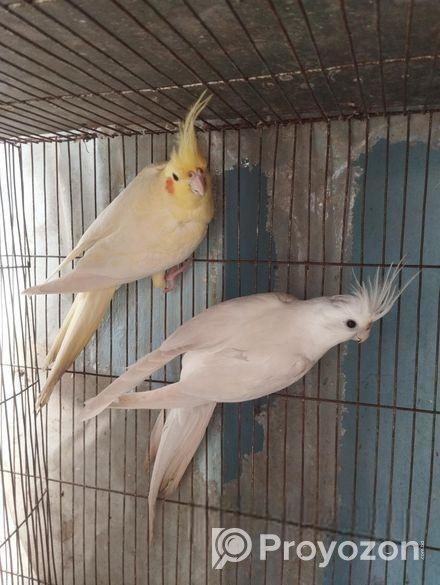 Cockatiel Breeding Pair