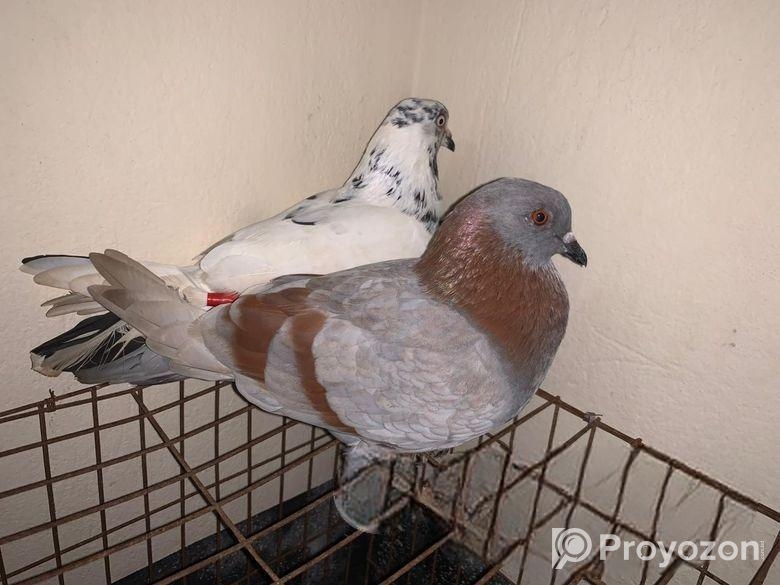 কবুতর বিক্রি হবে