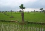 Land Selling