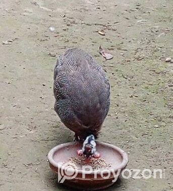 ছেলে তিতির মুরগী