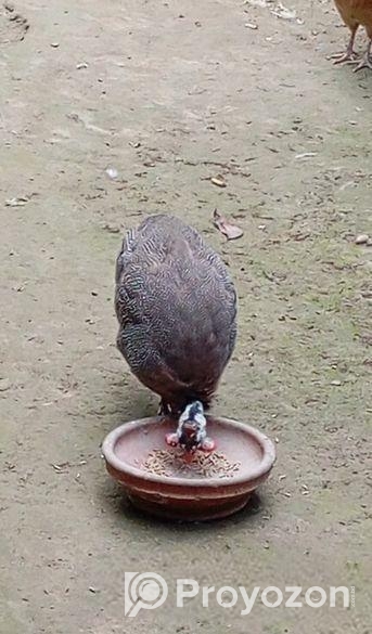 ছেলে তিতির মুরগী