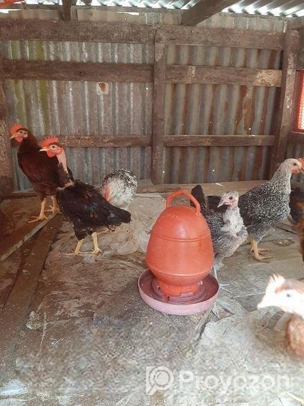 অরিজিনাল দেশি মুরগি