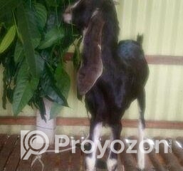 fitted-27_2025-10-19_10-22-58