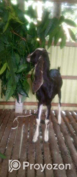 রাম ছাগল