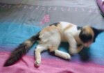 Mixbreed Calico Kitten
