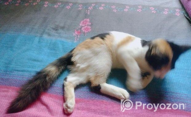 Mixbreed Calico Kitten
