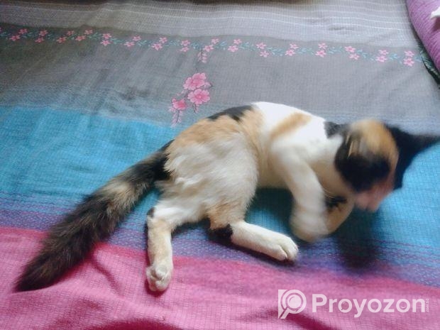 Mixbreed Calico Kitten