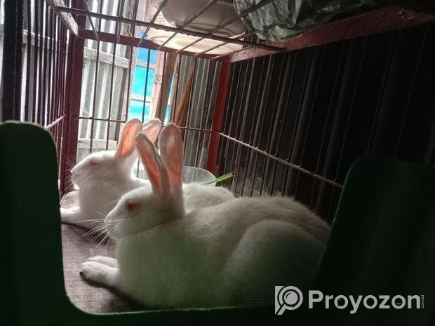 চারটি খরগোশ বিক্রি করা হবে