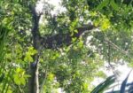মৌমাছির প্রাকৃতিক চাকের মধু