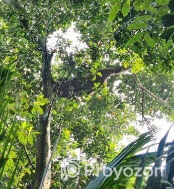 মৌমাছির প্রাকৃতিক চাকের মধু