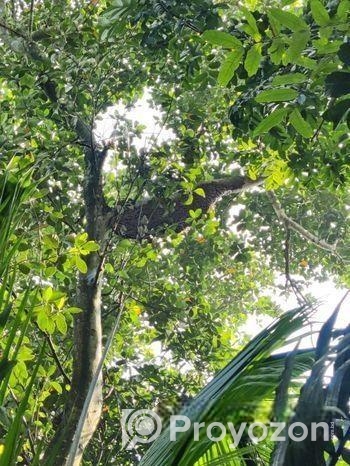 মৌমাছির প্রাকৃতিক চাকের মধু