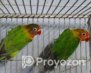 fitted-27_2025-10-28_22-29-30