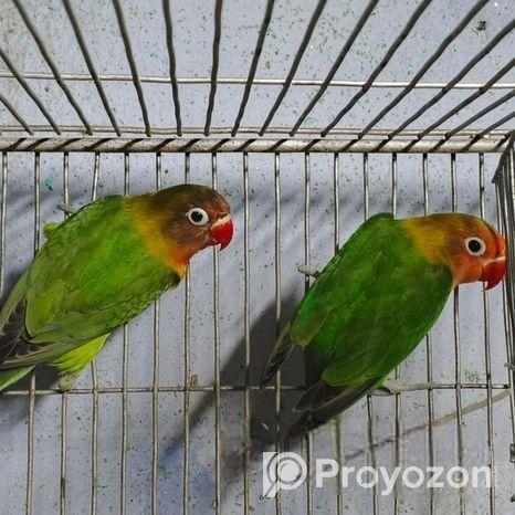 গ্রিন ফিসার লাভবার্ড