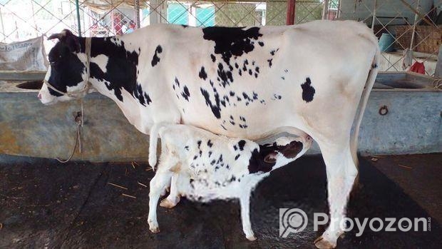 ৪৭০ নং উন্নত জাতের গাভী বিক্রয় হবে ।