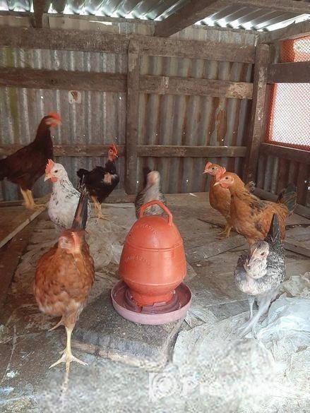 অরিজিনাল দেশি মুরগি