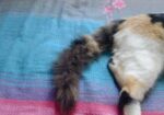 Mixbreed Calico Kitten