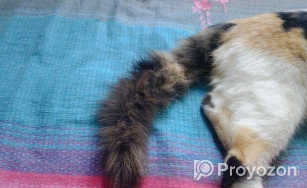Mixbreed Calico Kitten
