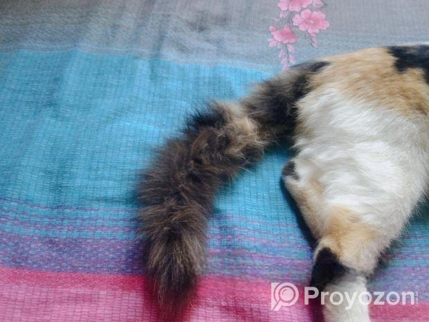 Mixbreed Calico Kitten