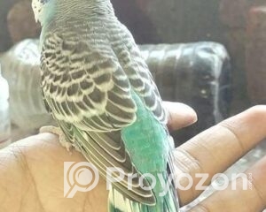 fitted-28_2025-10-23_10-22-38