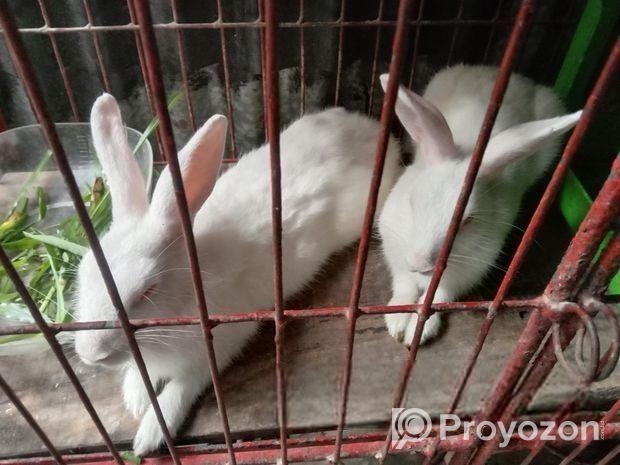 চারটি খরগোশ বিক্রি করা হবে