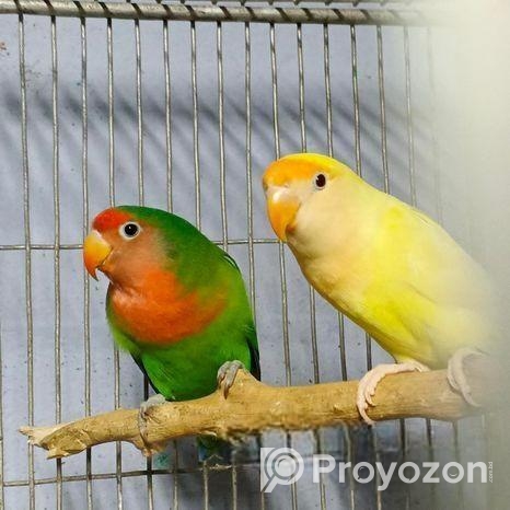 লাভবার্ড পেয়ার