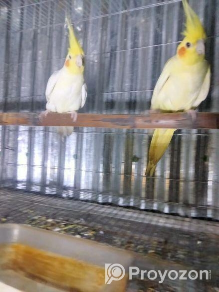 কোকাটেল পাখি।