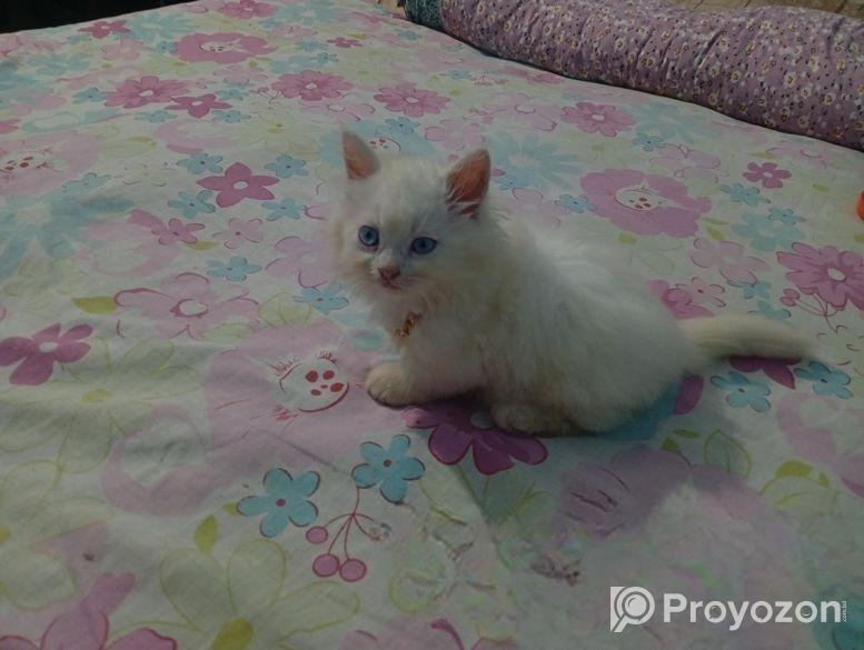 পারসিয়ান বিড়াল