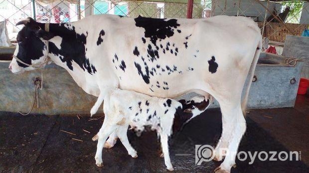 ৪৭০ নং উন্নত জাতের গাভী বিক্রয় হবে ।