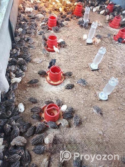 কোয়েল পাখি