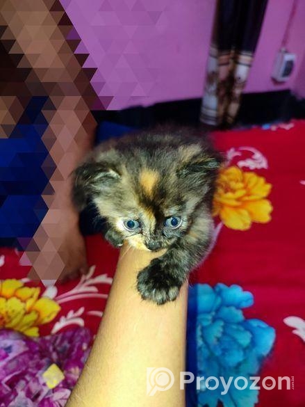 Parisian Cat Gray and black colour mixer