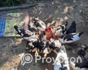 fitted-29_2025-10-22_10-55-28-1