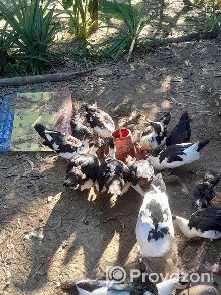 চিনা হাসঁ