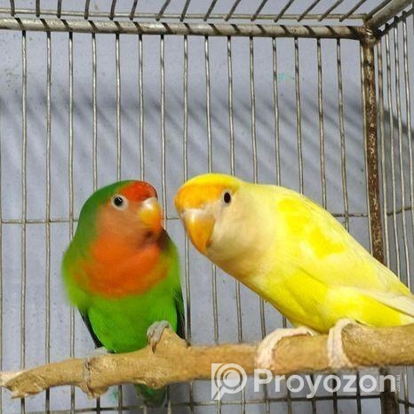 লাভবার্ড পেয়ার