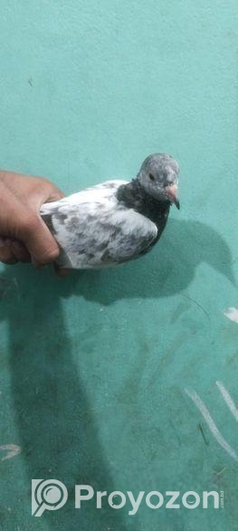 কামাগার কবুতর মায়া