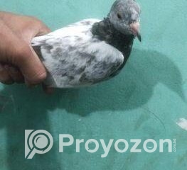 fitted-29_2025-10-29_10-56-59