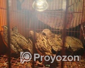 fitted-29_2025-10-29_23-11-33