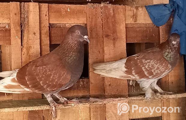 খোপ সহ কবুতর বিক্রি হবে