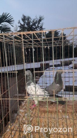 খামাগার নর ডাবঅয়ালা মাদি কবুতর জোড়া বিক্রি