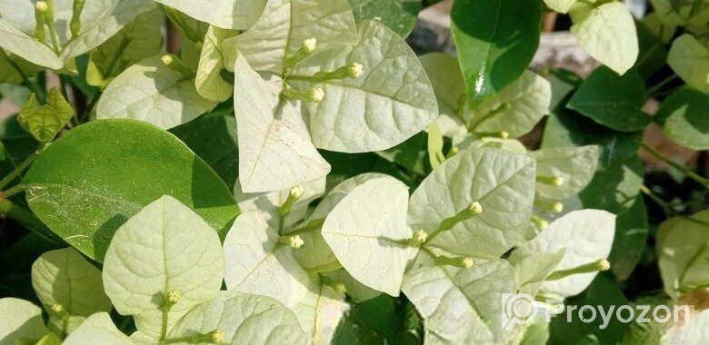 শুভ্রা বাগানবিলাস