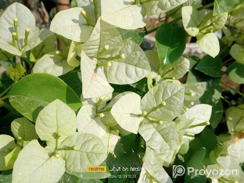 শুভ্রা বাগানবিলাস