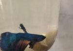Betta Fish