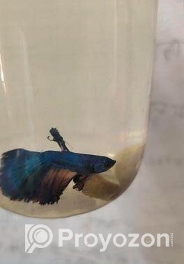 Betta Fish