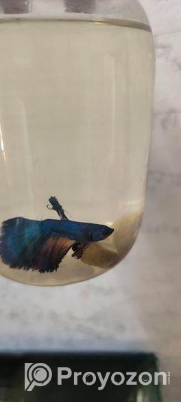 Betta Fish