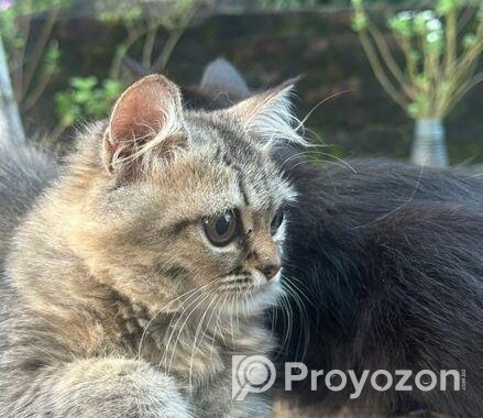 Cat Sell Post
