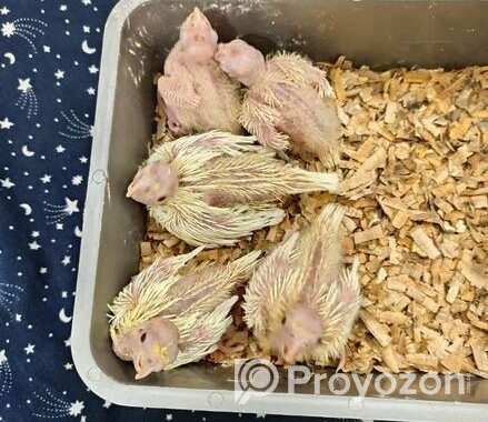 ককাটেল পাখির বেবি