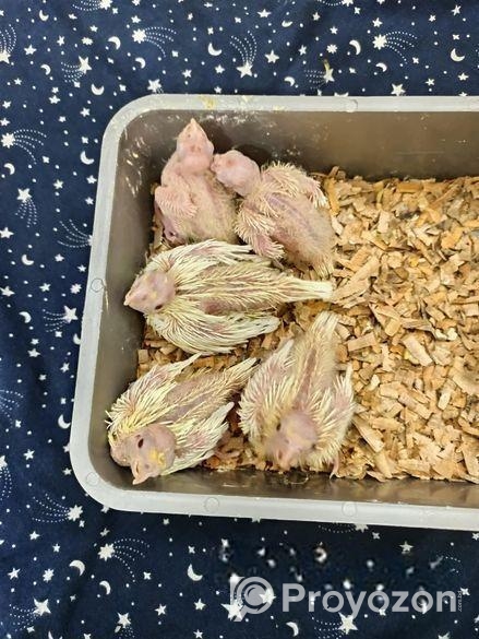 ককাটেল পাখির বেবি