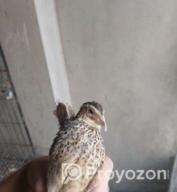 ৭০ দিন বয়সী জাপানি কোয়েল